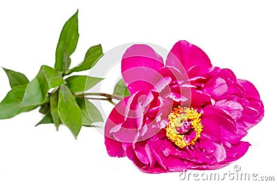 Purple Paeonia peregrina isolated Stock Photo