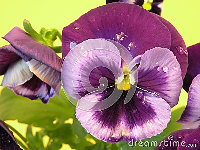 Purple pansy Stock Photo