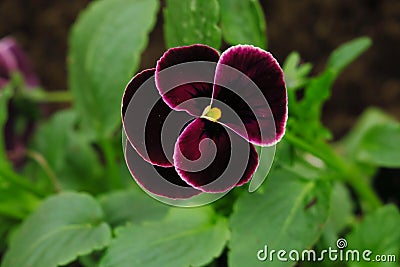 Purple pansy flower or heartsease as background or card. Close up one colorful pansy leaf with burgundy white yellow and violet Stock Photo
