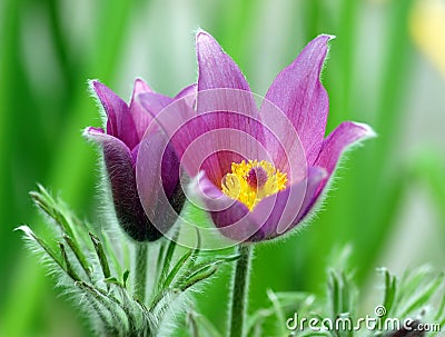 Purple pasque flowers Stock Photo