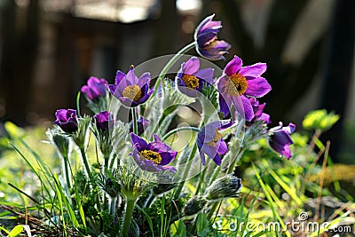 Purple pasque flowers Stock Photo