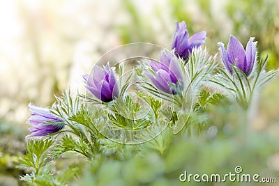 Purple pasque flowers in springtime Stock Photo