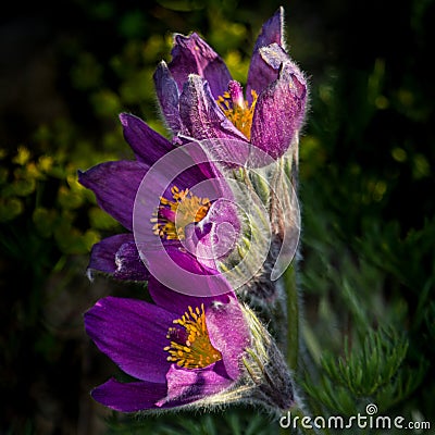 Purple pasque flowers Stock Photo