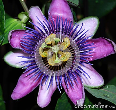 Purple Passion Flower Stock Photo