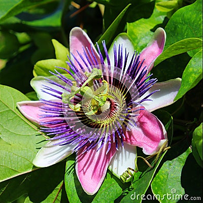 Purple Passion flower Stock Photo