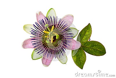 Purple Passion Flower Stock Photo