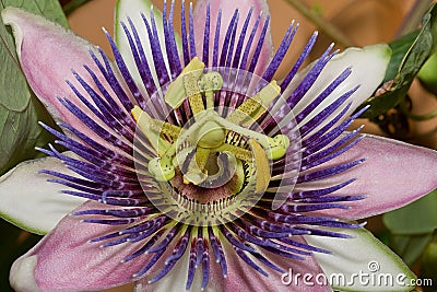 Purple Passion Flower Stock Photo