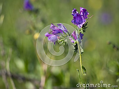 Purple Paterson`s curse flower weed Stock Photo