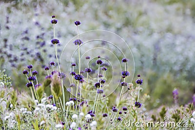 Purple Pennyroyal flowers stand above colorful field of wildflowers Stock Photo