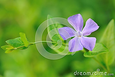 Purple Periwinkle flower with green background Stock Photo