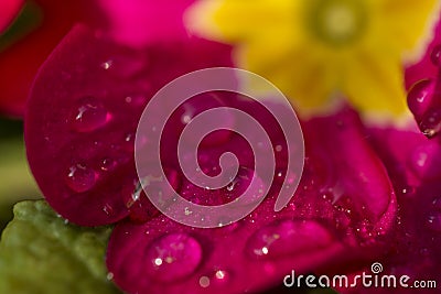 Purple petals with dew drops. Stock Photo