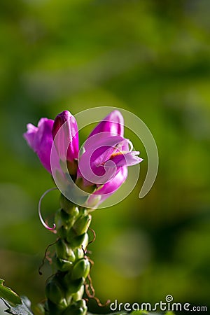 Purple turtlehead flower macro photography on a bright green background. Stock Photo