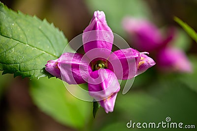 Purple turtlehead flower macro photography on a bright green background. Stock Photo