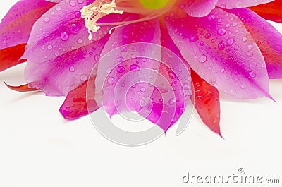 Purple petals Stock Photo