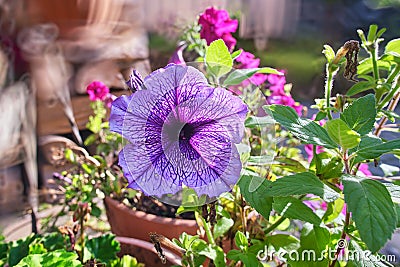 Purple Petunia Atkinsiana flower close up Stock Photo