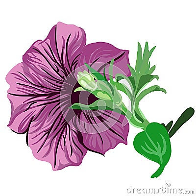 Purple petunia flower on a branch. vector botanical illustration Cartoon Illustration