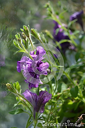 Purple petunia flowers. Balcony greening by blooming plants. Closeup Stock Photo