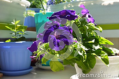 Purple petunia flowers grow in flower pot. Balcony greening with decorative potted plants Stock Photo