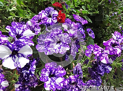 Purple Petunia, Night Sky Stock Photo