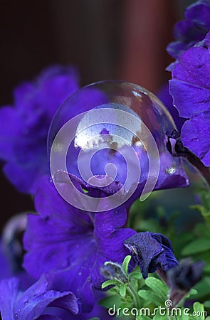 Purple petunia and soap bubble Stock Photo