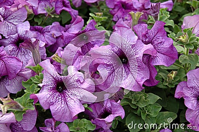 Purple petunias Stock Photo