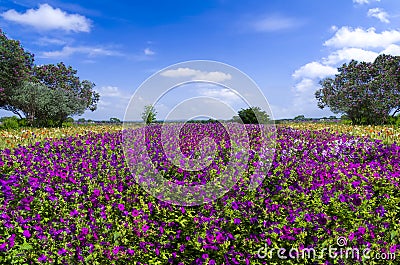 Purple Petunias Stock Photo