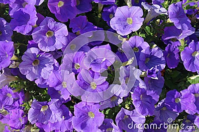 Purple Petunias Stock Photo