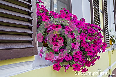 Purple petunias in a box on the window Stock Photo