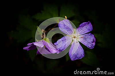 Purple Phacelia Bipinnatifida Wildflower - Cumberland Gap National Historical Park - Kentucky Stock Photo