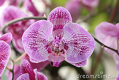 Purple Phalaenopsis cultivars Sogo Yukidian Stock Photo