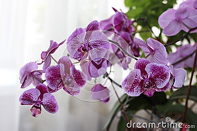 Purple Phalaenopsis cultivars Sogo Yukidian Stock Photo