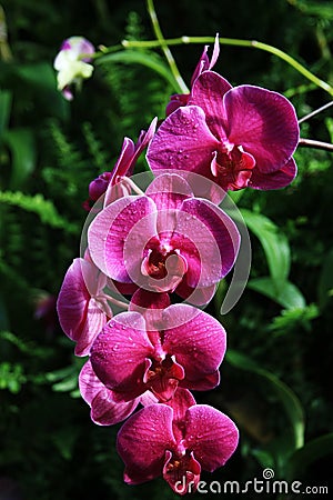 Purple Phalaenopsis flower Stock Photo