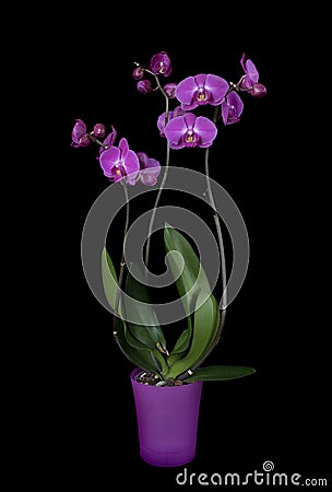 Purple phalaenopsis orchid Stock Photo