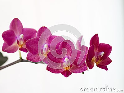 Purple Phalaenopsis orchid Stock Photo