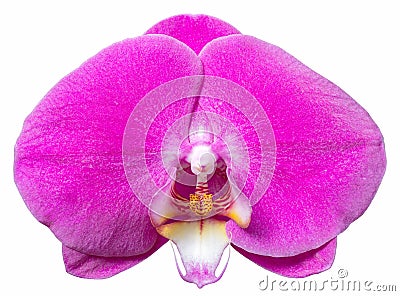 Purple phalaenopsis orchid flower Stock Photo