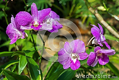 Purple Phalaenopsis orchid Stock Photo