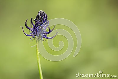 Purple Phyteuma Spicatum flower, spiked rampion flower Stock Photo