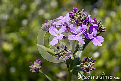 Purple pink annual honesty flower - green background blurred Stock Photo