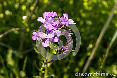 Purple pink annual honesty flower - green background blurred Stock Photo