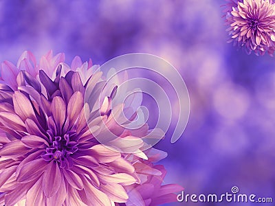 Purple-pink autumn flowers, on blue-violet blurred background . Closeup. Bright floral composition, card for the holiday. coll Stock Photo