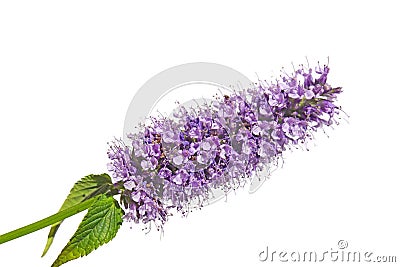 Purple pink blue flower cluster bloom of Agastache garden herb licorice liquorice isolated on white Stock Photo