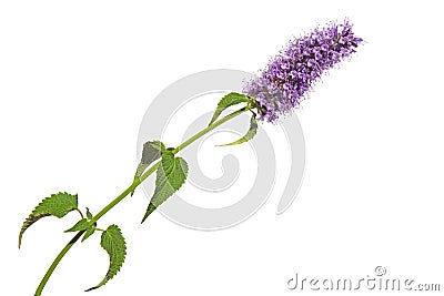 Purple pink blue flower cluster bloom of Agastache garden herb licorice liquorice isolated on white Stock Photo