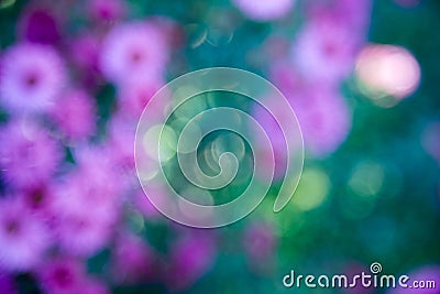 Purple pink blurry flowers banner or panorama background picture. Beautiful gently flowers in the own garden Stock Photo