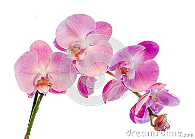 Purple, pink branch orchid flowers with green leaves, Orchidaceae, Phalaenopsis known as the Moth Orchid, abbreviated Phal. Stock Photo