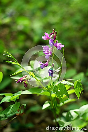 Purple pink flower in spring Stock Photo
