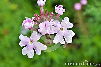 Purple pink flowers Glandularia bipinnatifida ,Chiricahensis ,Dakota mock vervain ,Prairie verbena ,Moradilla ,Verbenaceae ,herb p Stock Photo