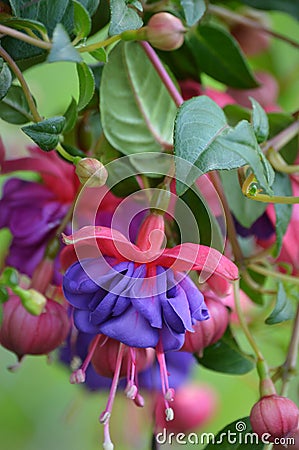 Fuchsia Flowers Stock Photo