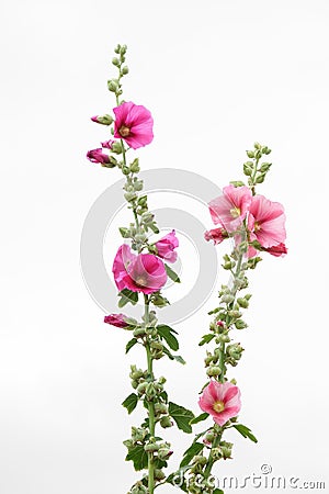 Purple and Pink Hollyhocks on White Background Stock Photo