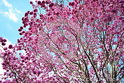 Purple Pink Ipe Tree Cupe Stock Photo