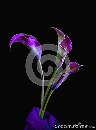 Purple and pink three Calla Lillies on black background Stock Photo